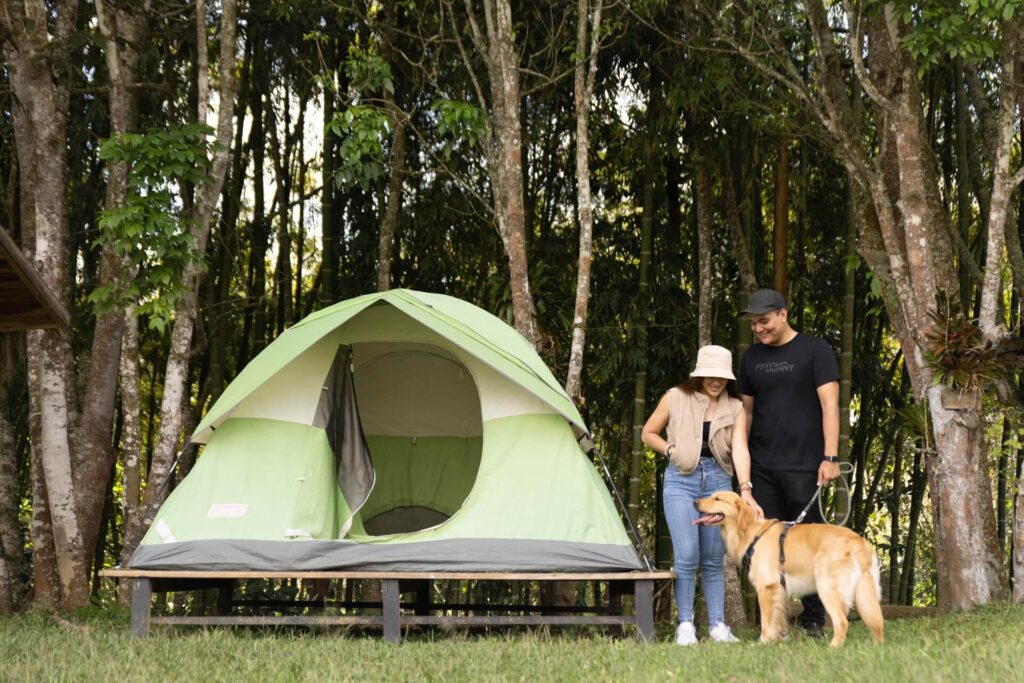 Carpa verde sobre plataforma de madera en la grama, con pareja y perro cerca.