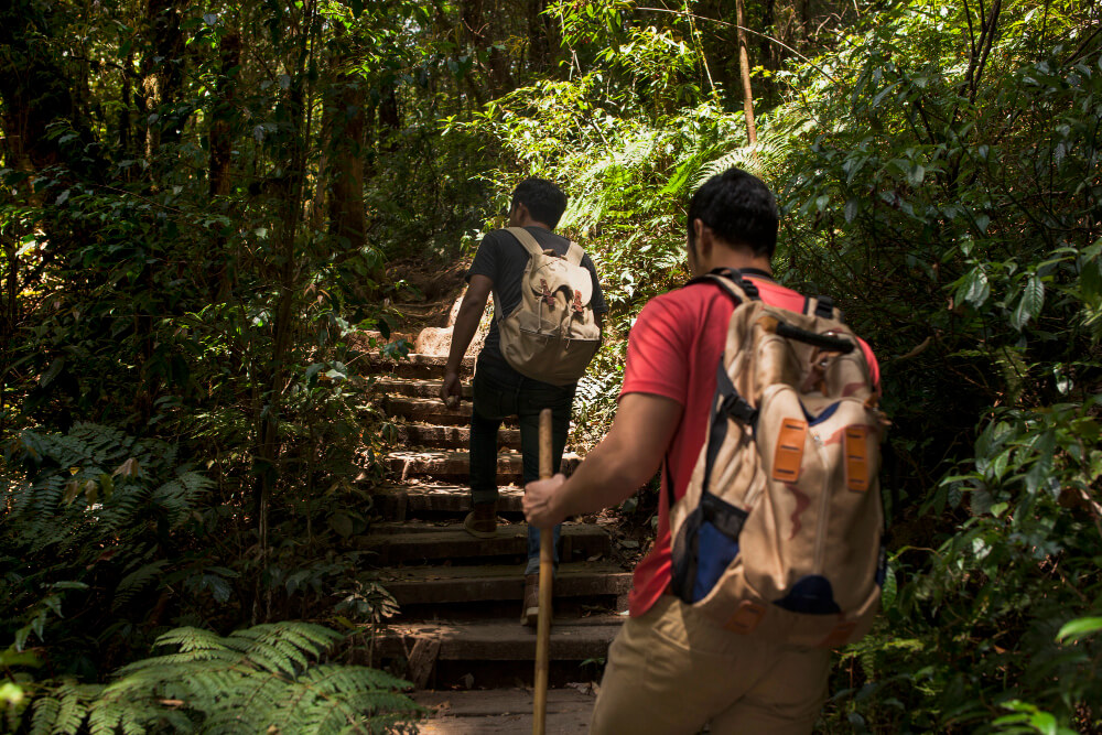 Dos personas con mochilas y bastón de apoyo suben por un sendero de escaleras en medio de un bosque frondoso