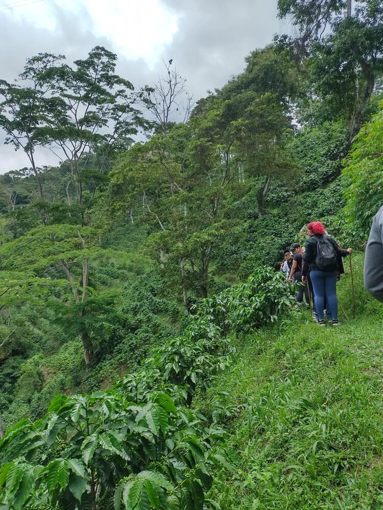 Grupo de personas camina por sendero rodeado de cafetales en en Bucaramanga